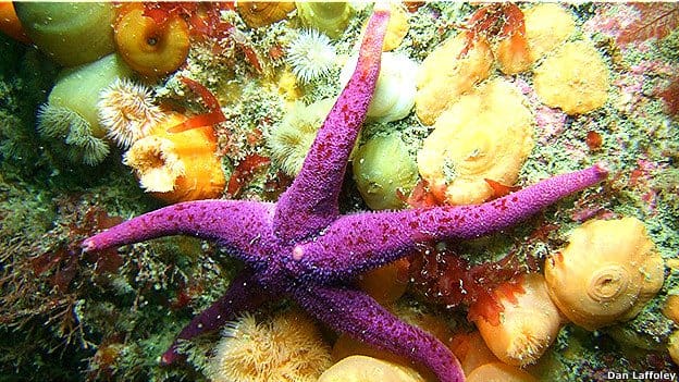 Advierten que la mayoría de arrecifes de coral podrían desaparecer en 10 años :(