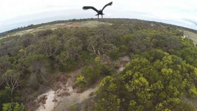 Video: Mira un AGUILA "Bajarse" un Drone
