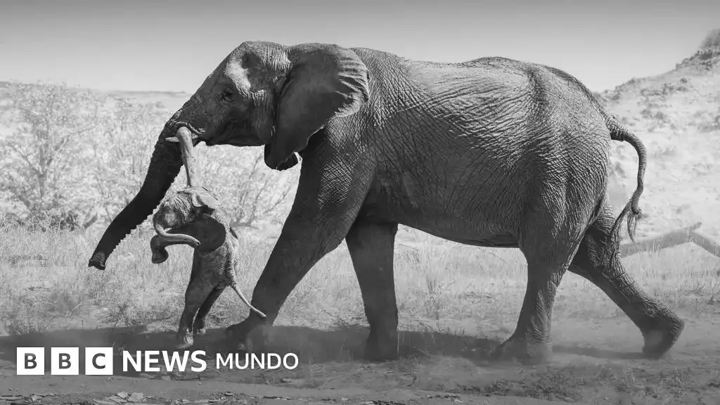 Elefanta que cargó a su cría muerta gana el Fotógrafo de Vida Silvestre 2026