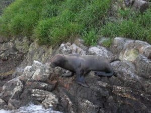 Lobos marinos extraviados en Parque Nacional Gorgona