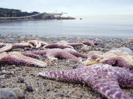 Estrellas de Mar derritiéndose en costas de EEUU