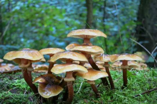 Los hongos alucinógenos tienen efectos farmacológicos en adicciones y enfermedades mentales
