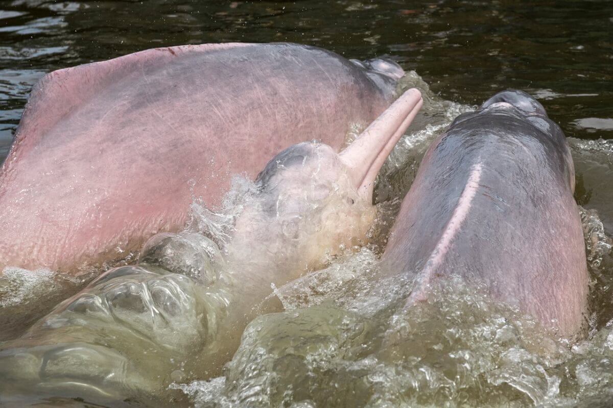 Visto bueno a plan regional para conservar los delfines de río en Brasil, Colombia, Ecuador y Perú