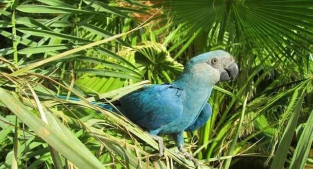 Nace un guacamayo de Spix, especie declarada extinta hace años. Podrían volver a poblar en la tierra