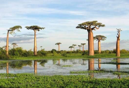 Socotra, el lugar más extraño de la tierra, según la UNESCO