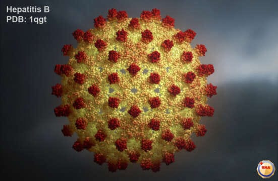100% curada Hepatitis B ¨incurable¨