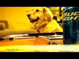 Video: Perro que le gusta la musica
