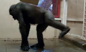 Zola la Gorila que Baila BREAKDANCE!