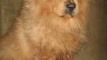 Denuncian: 1000 animales abandonados que son matados con supuesta "Eutanasia" en Bogotá.