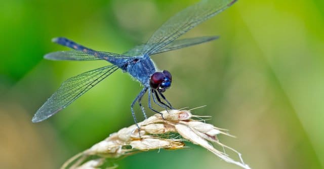 Los insectos se están reduciendo en todo el planeta.