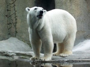 La Lista Roja: Los animales en via de extinción de cada país!