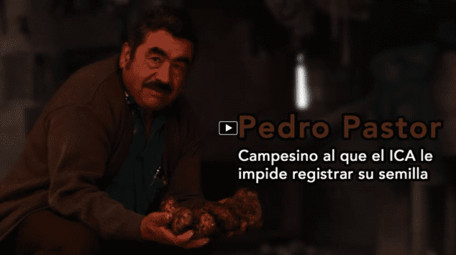 Conoce la historia de Don Pastor, el campesino al que el ICA no le permite registrar su semilla de papa.
