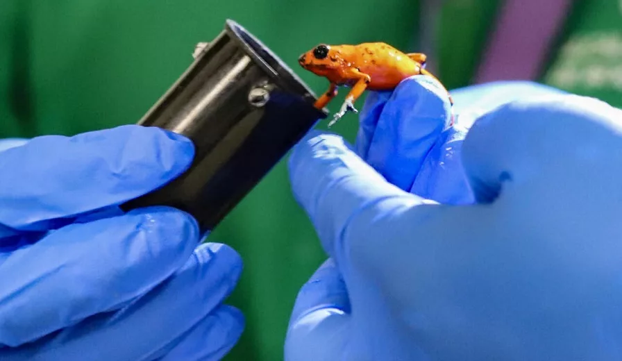 Traficante con más de 130 ranas venenosas fue capturada  