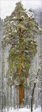 Increíble! Mira una foto completa de un Árbol de 3200 años!