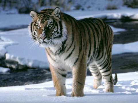 Unas 60 especies de animales desaparecerán en 2011