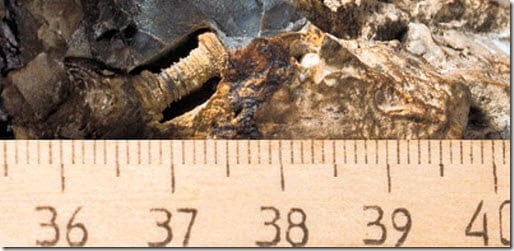 Descubren artefacto parecido a un tornillo de más de 300 millones de años
