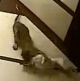 Video: Leopardo se come un Perro Durmiendo! WHOA!!!