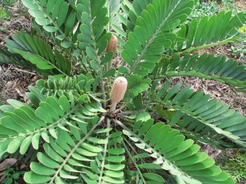 Se están extinguiendo las plantas prehistóricas en Colombia