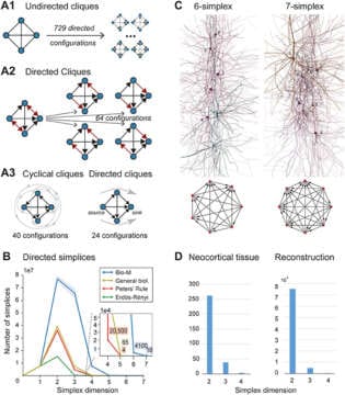 Atentos: Topología Algebraica, Descubren que el Cerebro funciona hasta en 11 DIMENSIONES