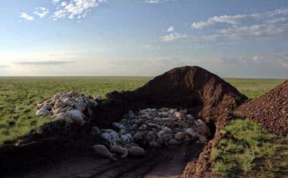 Planeta: 120.000 antílopes Saiga mueren misteriosamente en Kazajistán