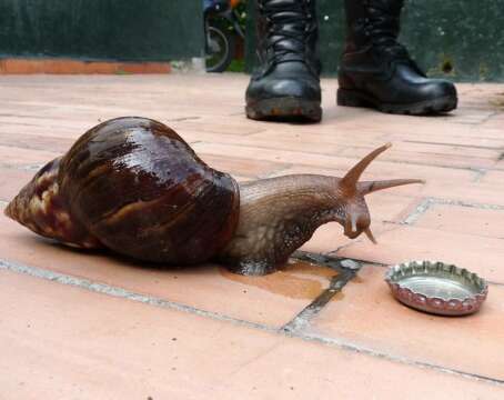 El Caracol Gigante Africano ahora en 18 municipios de antioquia