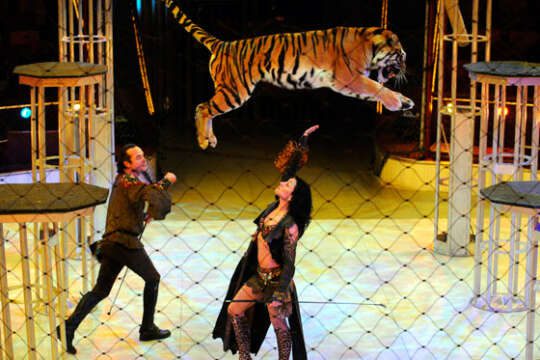 Aprueban proyecto para prohibir utilización de animales en circos