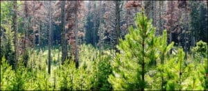 Los escarabajos están acabando con bosques en América del Norte