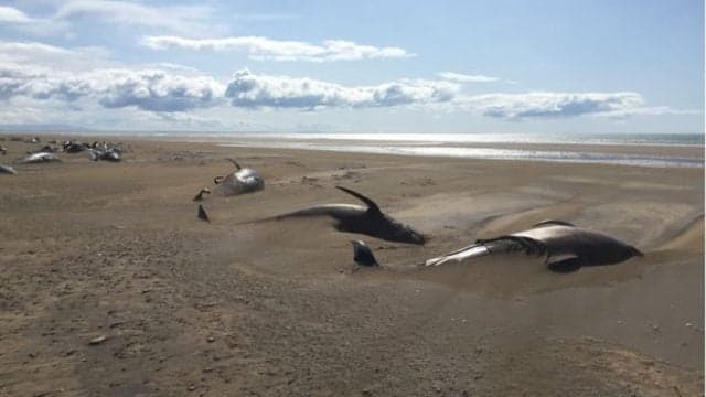 Decenas de Ballenas varadas muertas en Islandia