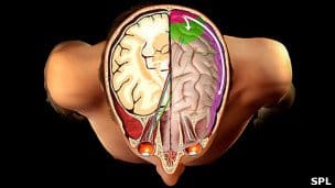 En últimas que % de nuestro cerebro utilizamos?