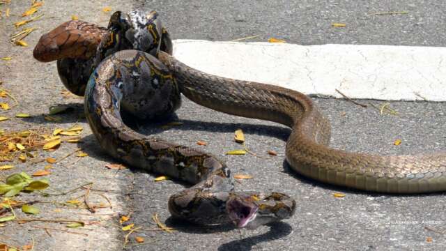 Video: Cobra vs Python a la salida de una Universidad en Singapur