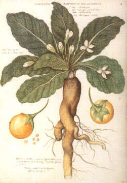 La manzana de Adán y Eva nunca existió: Fué una planta mágica llamada Mandrágora con efectos psicodélicos.