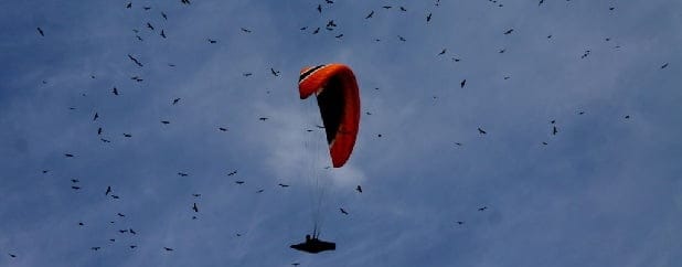 Halcones y Aguiluchos recorren el Valle de Aburrá.