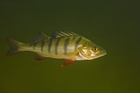 Los humanos están volviendo locos a los peces por tomar antidepresivos y orinarlos a los ríos.