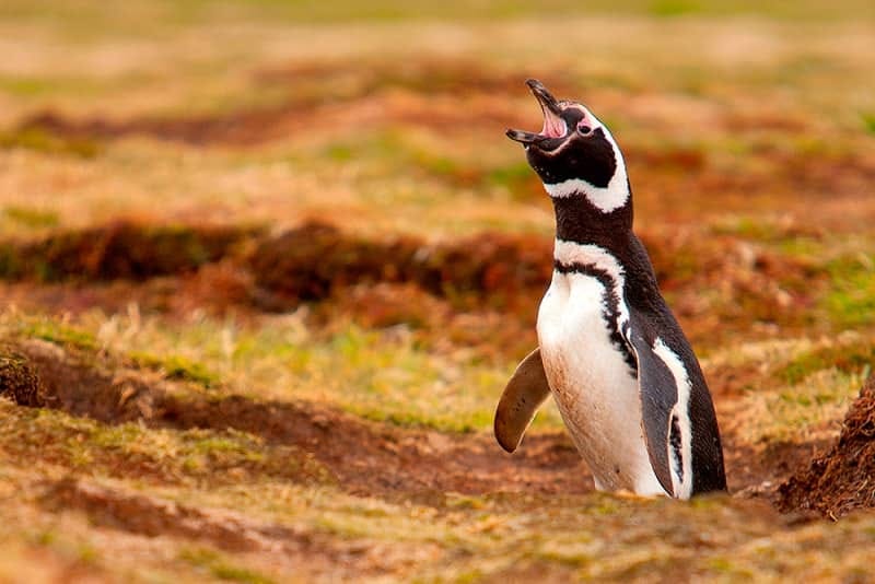 Denuncian matanza masiva de pingüinos en Argentina