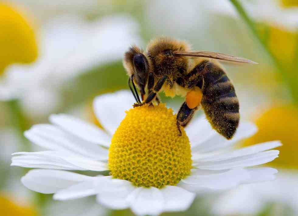 Continúa en crecimiento “La masiva extinción de insectos”