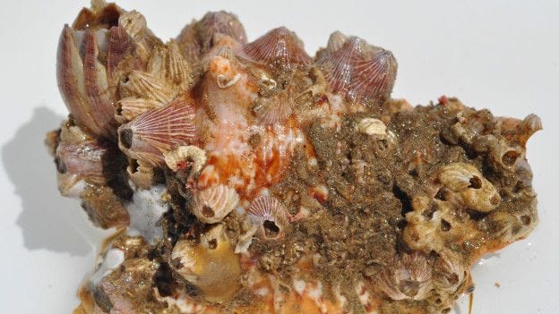 Encuentran Coral de 1000 Kilómetros en Pleno Amazonas Delta