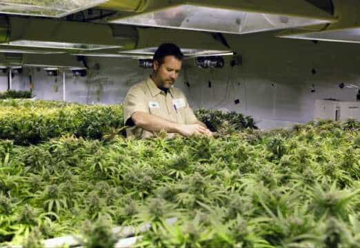 Alaska se une a Colorado y a Washington: Marihuana Legal