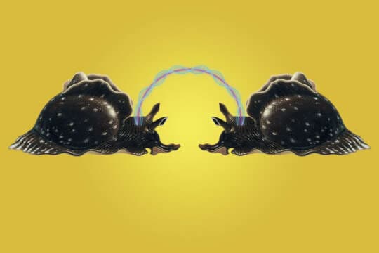 Futuros Artificiales: Logran transferir una MEMORIA de un ser vivo a otro