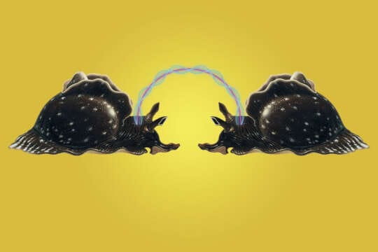 Futuros Artificiales: Logran transferir una MEMORIA de un ser vivo a otro