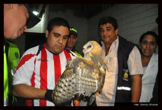 Lechuza pateada por futbolista del Pereira sufrió paro cardiorespiratorio. UNETE A LA CAUSA EN FACEBOOK.