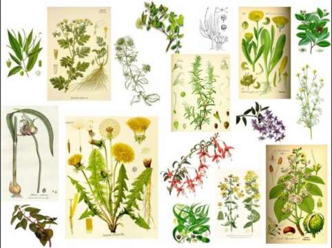 El A a la Z de las Plantas Medicinales