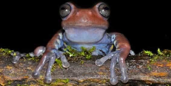 Una rana “tan Paisa como la arepa o la bandeja Paisa”