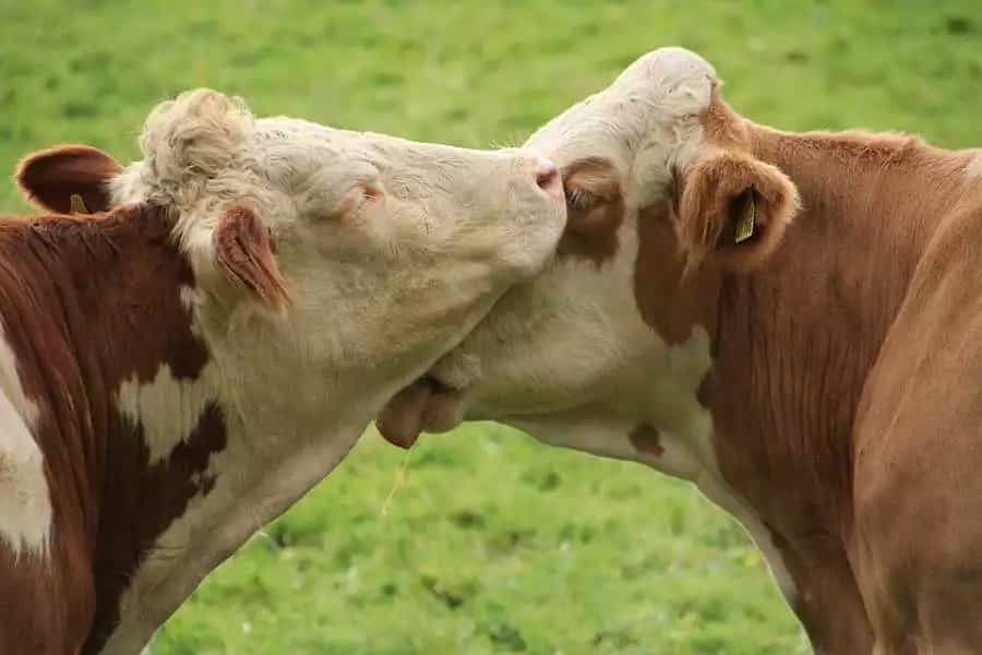 Las Vacas Hablan con Inteligencia y Muestran Compasión Igual Que Los Humanos
