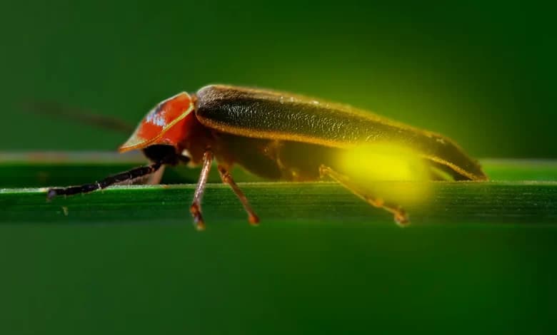 Según estudio, somos la última generación que verá las luciérnagas.