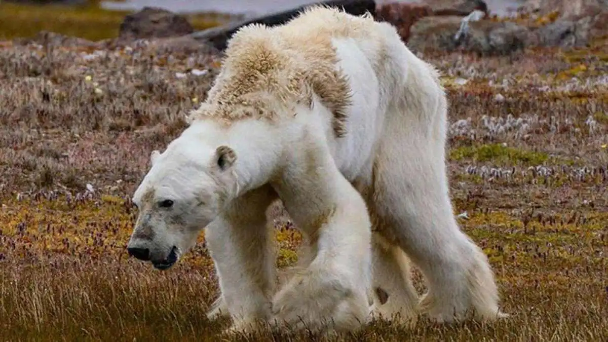 La ciencia busca salvar animales en peligro de extinción modificando su ADN.