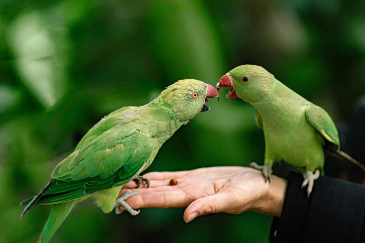 Multas millonarias por tener loros y guacamayas como mascotas en Colombia.