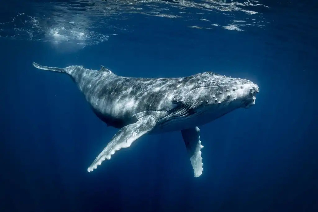 Las ballenas también siguen tendencias musicales (y las crean).