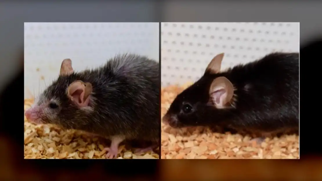 En Harvard logran rejuvenecer a animales y ahora van por los humanos.