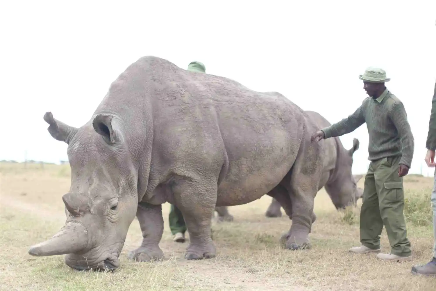 muere el último rinoceronte blanco macho y la especie se extingue para siempre