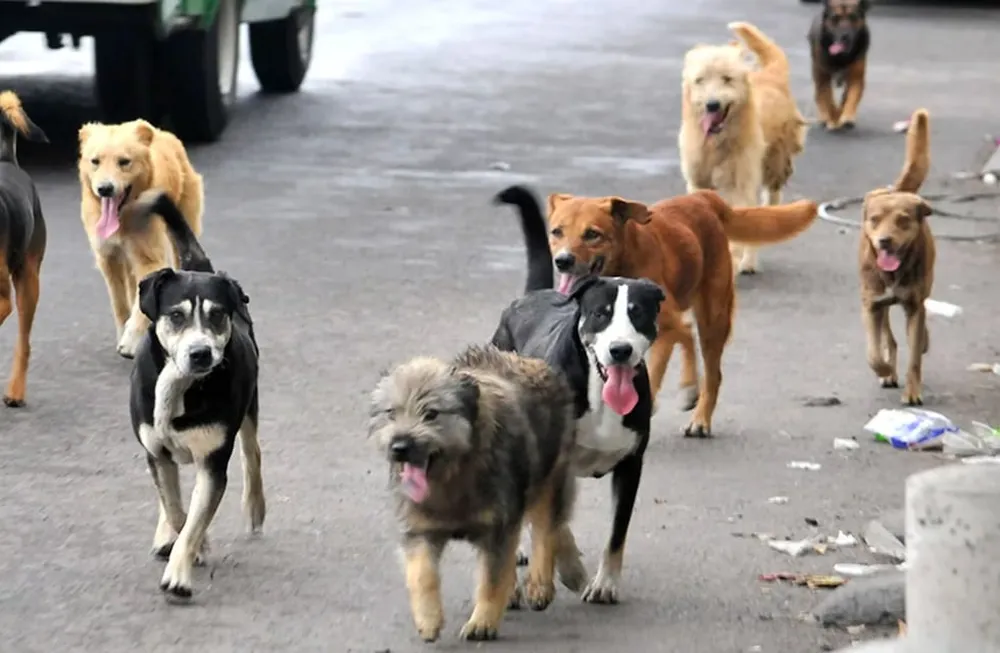 Marruecos envenena y mata a tiros a perros callejeros por el Mundial 2030